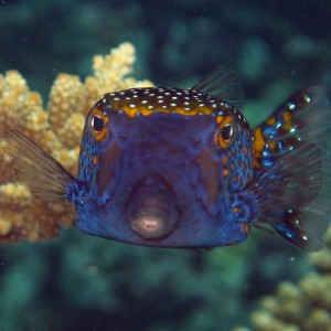 Spotted Trunkfish