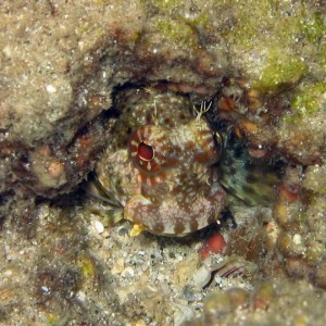 Tripple Spot Blenny