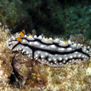 Nudibranch - Gray,Black & Orange