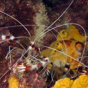 Candy Cane Shrimp