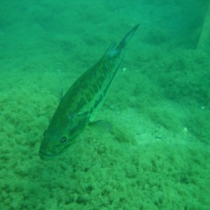 Lake Rawlings Bass Closeup