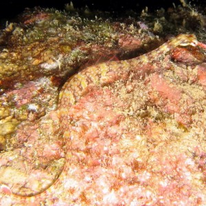 Network Pipefish