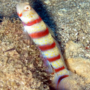 Red Banded Shrimpgoby