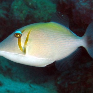 Scythe Triggerfish