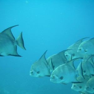 Ambergris Caye