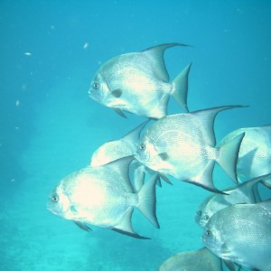 Ambergris Caye