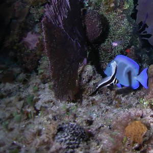 Spotted Drum and Blue Tang