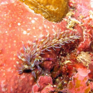 Nudibranch - Soft Spines
