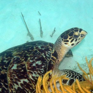 Blackbear-Hawkbill Sea Turtle