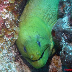 Green Moray Eel