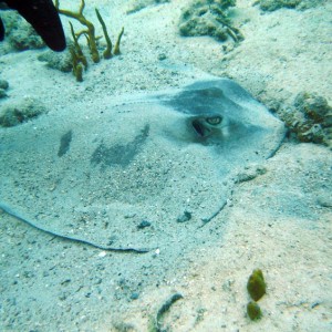 Sting Ray