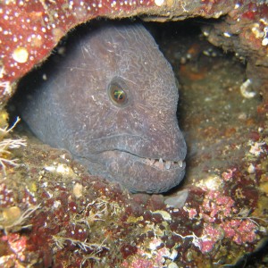 small wof eel