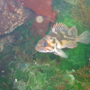 tiger rock fish