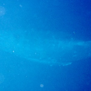 Humpback Whale below