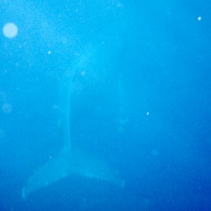 Humpback Whale swimming past