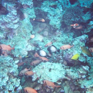 Psychedelic Wrasse