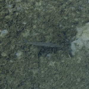 Juvinile Barracuda