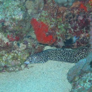 Moray_3390