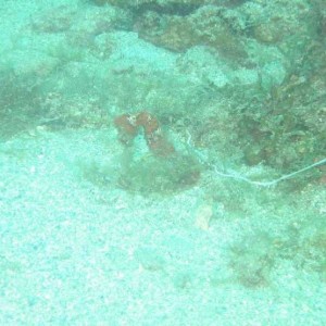 Red_seahorse_3846