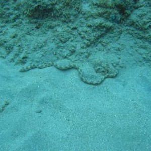 Sea_snake_3520