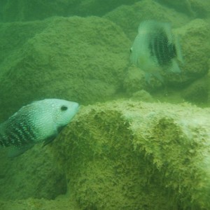 Rio Grande Perch