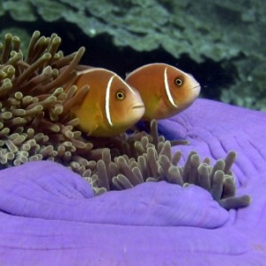 anemone fish