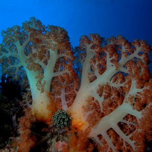 Soft Tree Corals