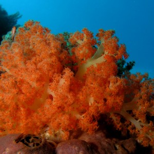 Billowing Tree Coral