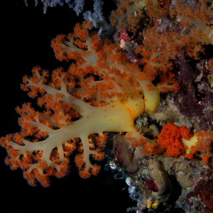 More soft coral