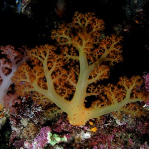 Branching Coral