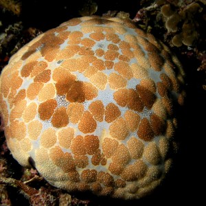 Cushion Star