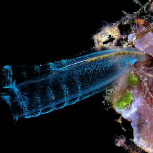 Translucent Sea Squirt