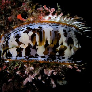 Thorny Oyster