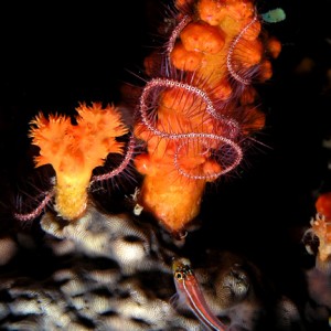 Brittle Star on Soft coral