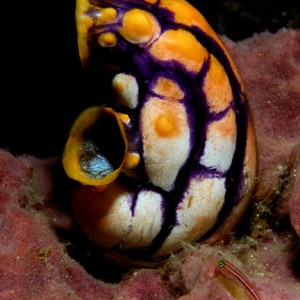 Sea Squirt and friend