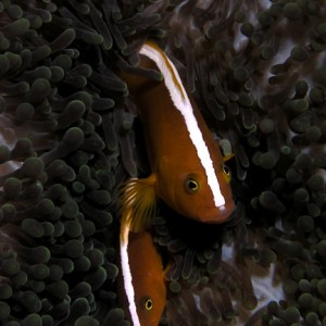 Anemonefish