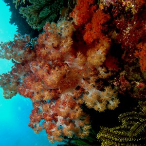 Underwater Rainbows