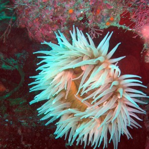 Pt_Lobos_23jul05