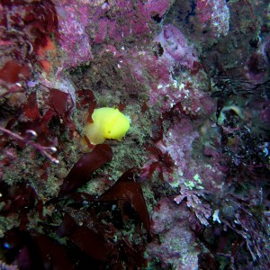 Sea Lemon or Lemon Nudibranch