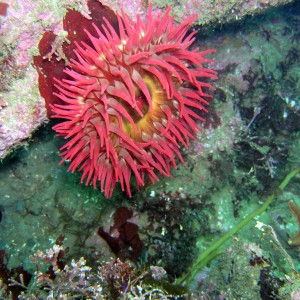 Strawberry  Anemone