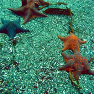 Bat Stars