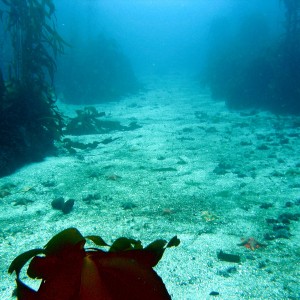 Road thru the Kelp Forest