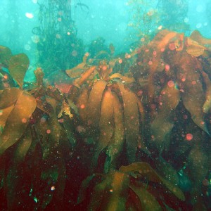 Bull Kelp