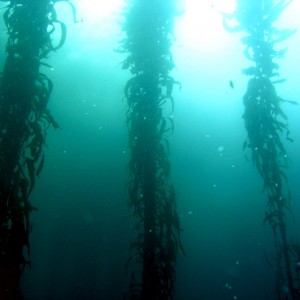 Giant Kelp