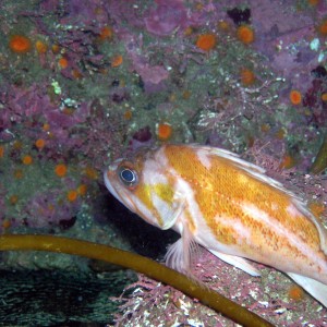 Copper  Rockfish