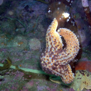 Ochre Starfish