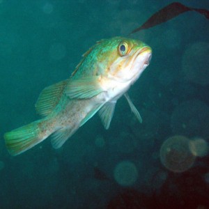 Grass Rockfish