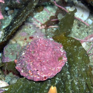 Turban Snail