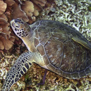 Turtle-last-dive_br