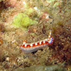 Nudibranch - Red, Orange & Purple